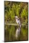 USA, Florida, Celebration. A grey heron enjoying the morning sun-Hollice Looney-Mounted Photographic Print