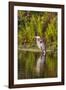 USA, Florida, Celebration. A grey heron enjoying the morning sun-Hollice Looney-Framed Photographic Print