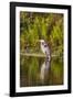 USA, Florida, Celebration. A grey heron enjoying the morning sun-Hollice Looney-Framed Photographic Print