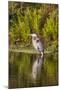 USA, Florida, Celebration. A grey heron enjoying the morning sun-Hollice Looney-Mounted Photographic Print