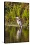 USA, Florida, Celebration. A grey heron enjoying the morning sun-Hollice Looney-Stretched Canvas