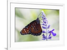 USA, Florida, Celebration, Florida Viceroy Butterfly-Hollice Looney-Framed Premium Photographic Print