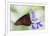 USA, Florida, Celebration, Florida Viceroy Butterfly-Hollice Looney-Framed Premium Photographic Print
