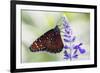 USA, Florida, Celebration, Florida Viceroy Butterfly-Hollice Looney-Framed Premium Photographic Print