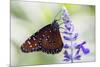 USA, Florida, Celebration, Florida Viceroy Butterfly-Hollice Looney-Mounted Premium Photographic Print