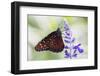 USA, Florida, Celebration, Florida Viceroy Butterfly-Hollice Looney-Framed Photographic Print