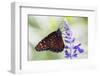USA, Florida, Celebration, Florida Viceroy Butterfly-Hollice Looney-Framed Photographic Print