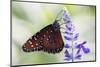 USA, Florida, Celebration, Florida Viceroy Butterfly-Hollice Looney-Mounted Photographic Print