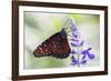 USA, Florida, Celebration, Florida Viceroy Butterfly-Hollice Looney-Framed Photographic Print
