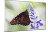 USA, Florida, Celebration, Florida Viceroy Butterfly-Hollice Looney-Mounted Photographic Print