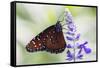 USA, Florida, Celebration, Florida Viceroy Butterfly-Hollice Looney-Framed Stretched Canvas