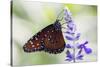 USA, Florida, Celebration, Florida Viceroy Butterfly-Hollice Looney-Stretched Canvas