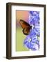 USA, Florida, Celebration, Florida Viceroy Butterfly-Hollice Looney-Framed Premium Photographic Print