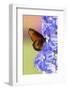 USA, Florida, Celebration, Florida Viceroy Butterfly-Hollice Looney-Framed Premium Photographic Print