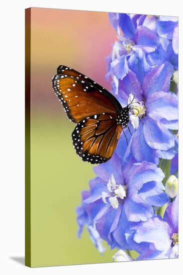 USA, Florida, Celebration, Florida Viceroy Butterfly-Hollice Looney-Stretched Canvas