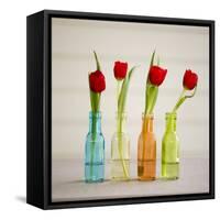 USA, Florida, Celebration, Tulips-Hollice Looney-Framed Stretched Canvas