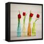 USA, Florida, Celebration, Tulips-Hollice Looney-Framed Stretched Canvas