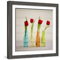 USA, Florida, Celebration, Tulips-Hollice Looney-Framed Photographic Print