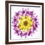 Usa, Florida, Celebration, Wreath of Pink and Yellow Orchids-Hollice Looney-Framed Photographic Print