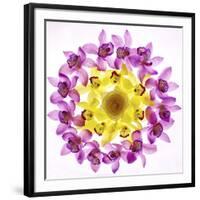 Usa, Florida, Celebration, Wreath of Pink and Yellow Orchids-Hollice Looney-Framed Photographic Print