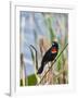 USA, Florida, Clewiston, STA 5, Displaying male Red-winged Blackbird-Bernard Friel-Framed Photographic Print