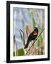 USA, Florida, Clewiston, STA 5, Displaying male Red-winged Blackbird-Bernard Friel-Framed Photographic Print