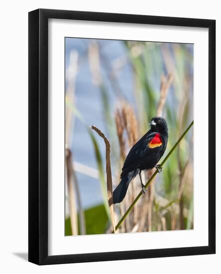 USA, Florida, Clewiston, STA 5, Displaying male Red-winged Blackbird-Bernard Friel-Framed Photographic Print