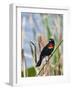 USA, Florida, Clewiston, STA 5, Displaying male Red-winged Blackbird-Bernard Friel-Framed Photographic Print