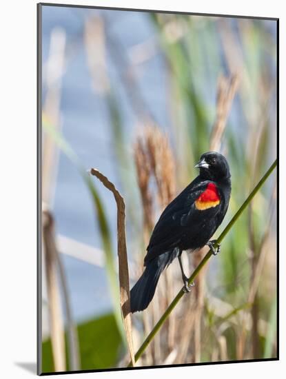 USA, Florida, Clewiston, STA 5, Displaying male Red-winged Blackbird-Bernard Friel-Mounted Photographic Print