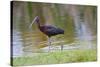 USA, Florida, Clewiston, Storm Water Treatment 5, Glossy Ibis-Bernard Friel-Stretched Canvas