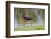 USA, Florida, Clewiston, Storm Water Treatment 5, Glossy Ibis-Bernard Friel-Framed Photographic Print