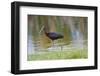 USA, Florida, Clewiston, Storm Water Treatment 5, Glossy Ibis-Bernard Friel-Framed Photographic Print