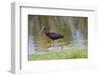 USA, Florida, Clewiston, Storm Water Treatment 5, Glossy Ibis-Bernard Friel-Framed Photographic Print