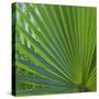 USA, Florida. Close up of palm fronds, Santa Rosa island.-Anna Miller-Stretched Canvas