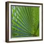 USA, Florida. Close up of palm fronds, Santa Rosa island.-Anna Miller-Framed Photographic Print