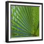 USA, Florida. Close up of palm fronds, Santa Rosa island.-Anna Miller-Framed Photographic Print