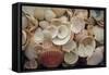 USA, Florida. Close up of shells on Santa Rosa beach.-Anna Miller-Framed Stretched Canvas