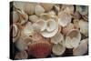 USA, Florida. Close up of shells on Santa Rosa beach.-Anna Miller-Stretched Canvas