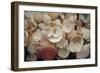 USA, Florida. Close up of shells on Santa Rosa beach.-Anna Miller-Framed Photographic Print