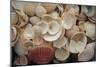 USA, Florida. Close up of shells on Santa Rosa beach.-Anna Miller-Mounted Photographic Print