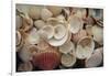 USA, Florida. Close up of shells on Santa Rosa beach.-Anna Miller-Framed Photographic Print