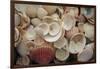 USA, Florida. Close up of shells on Santa Rosa beach.-Anna Miller-Framed Photographic Print