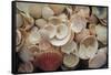 USA, Florida. Close up of shells on Santa Rosa beach.-Anna Miller-Framed Stretched Canvas