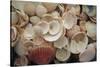 USA, Florida. Close up of shells on Santa Rosa beach.-Anna Miller-Stretched Canvas