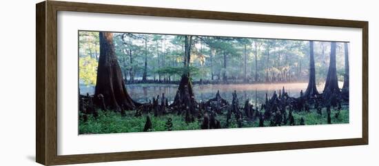 Usa, Florida, Cypress Swamp-null-Framed Photographic Print