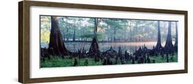 Usa, Florida, Cypress Swamp-null-Framed Photographic Print