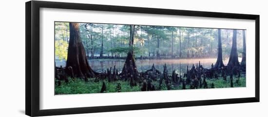 Usa, Florida, Cypress Swamp-null-Framed Photographic Print