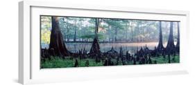 Usa, Florida, Cypress Swamp-null-Framed Photographic Print