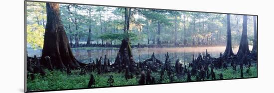 Usa, Florida, Cypress Swamp-null-Mounted Photographic Print