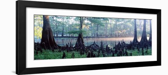 Usa, Florida, Cypress Swamp-null-Framed Photographic Print